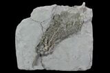Crinoid (Abrotocrinus) Fossil - Crawfordsville, Indiana #94750-1